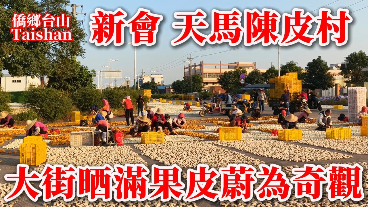 新會 Xinhui 陳皮之鄉核心產區天馬村漫步丨迎賓南路变身果皮晾曬場蔚為奇觀丨陳皮核心產業處處果皮飄香丨2025年12月20日更新 #chinatravel #guangdong