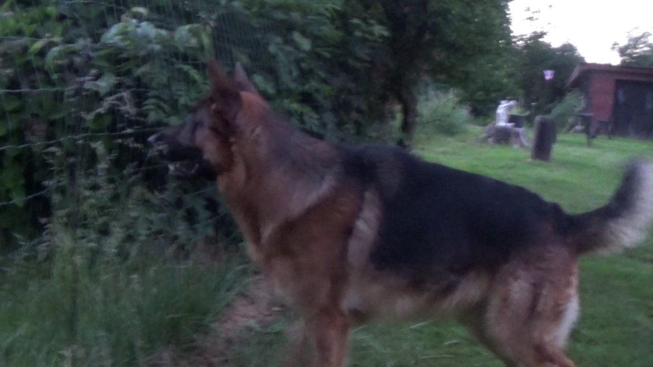 German Shepherd Barking Protects Home