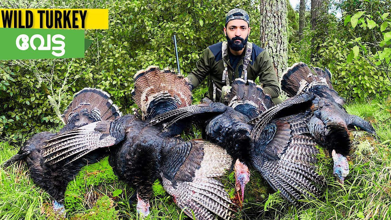 കാട്ടു കോഴി വേട്ട,WILD TURKEY HUNTING,WILD TURKEY COOKING,BEST HUNTING,TRADITIONAL STYLE COOKING