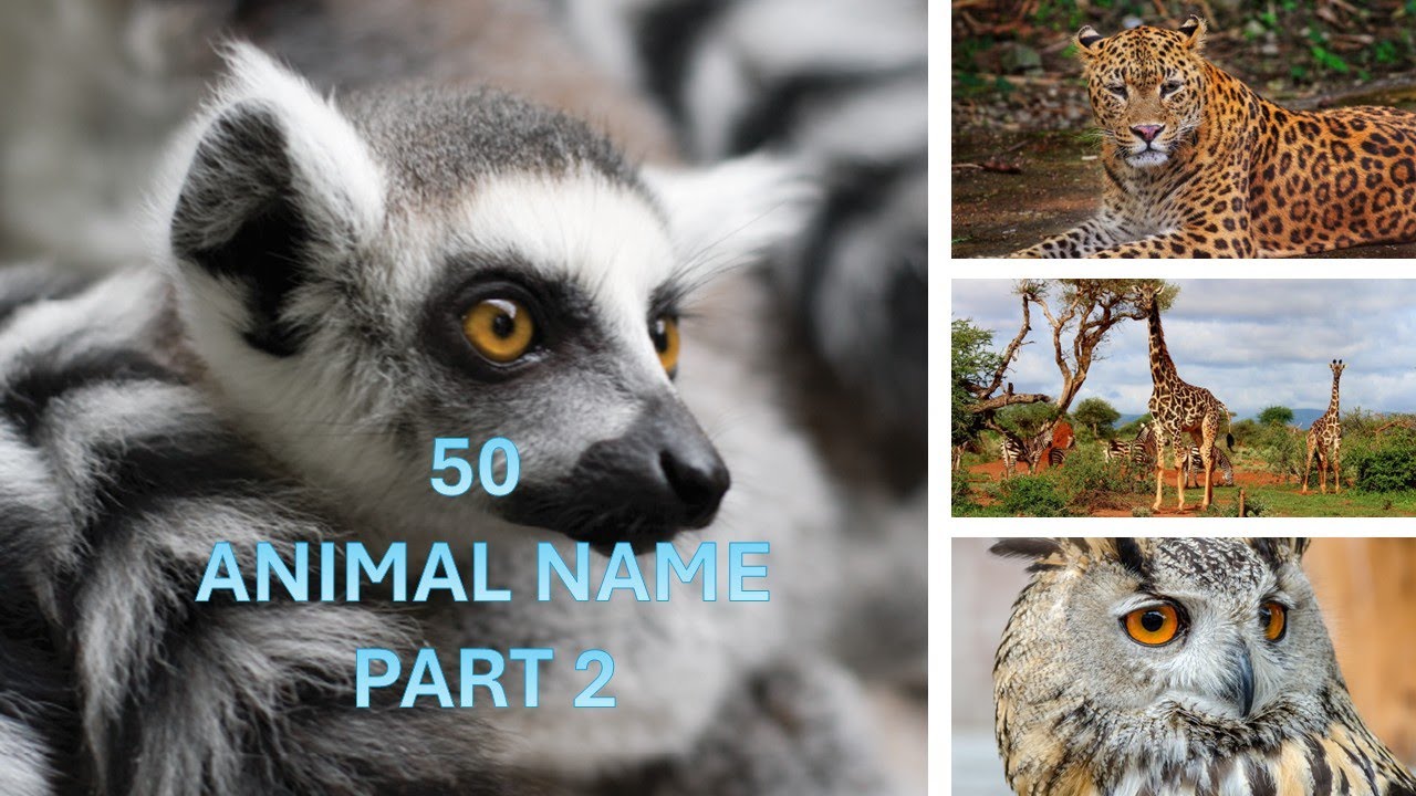 Find the Animal Name | 50 Easy Slides for Kids | Fun Animals (Part 2)