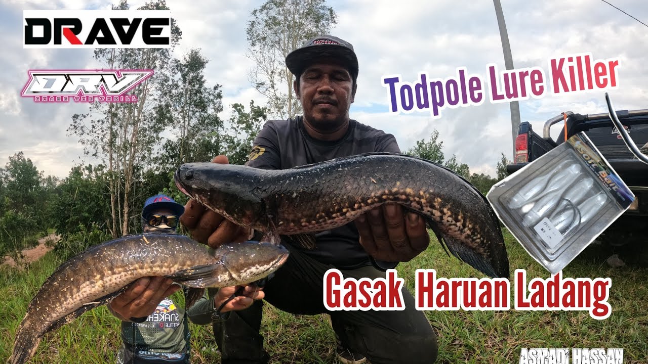 Gasak Haruan Ladang ||| Tadpole Lure Killler Haruan Topwater
