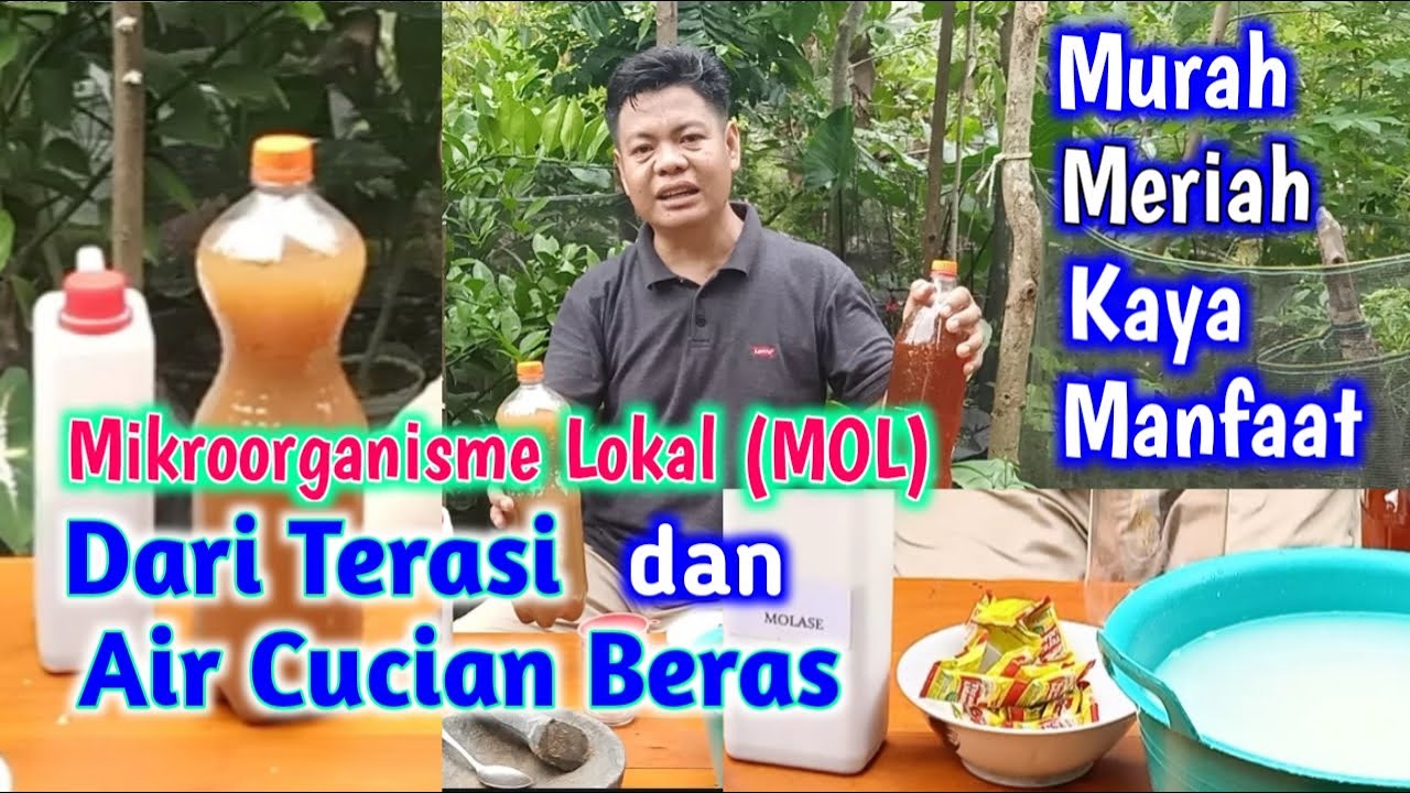 Mikroorganisme Lokal (MOL) Dari Terasi Dan Air Cucian Beras || Murah Meriah Kaya Manfaat