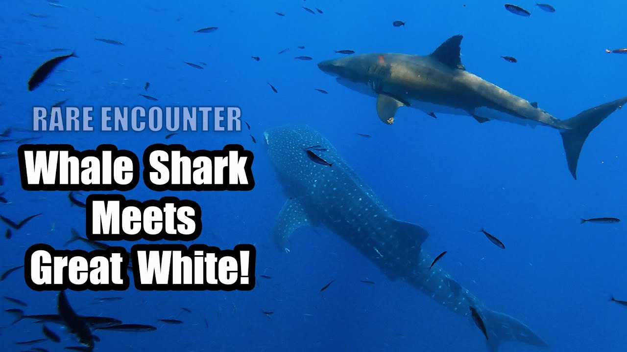 Great White Shark & Whale Shark Together in Rare Encounter!