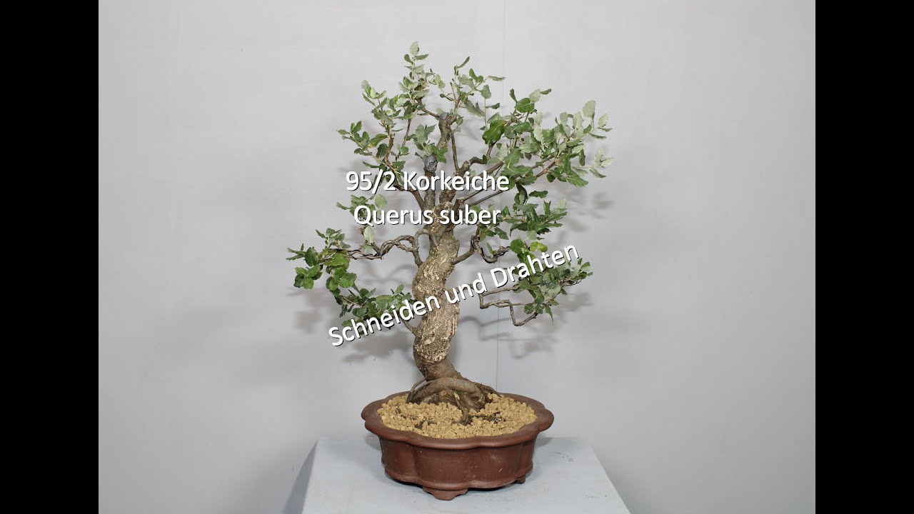 95/2 Korkeiche
