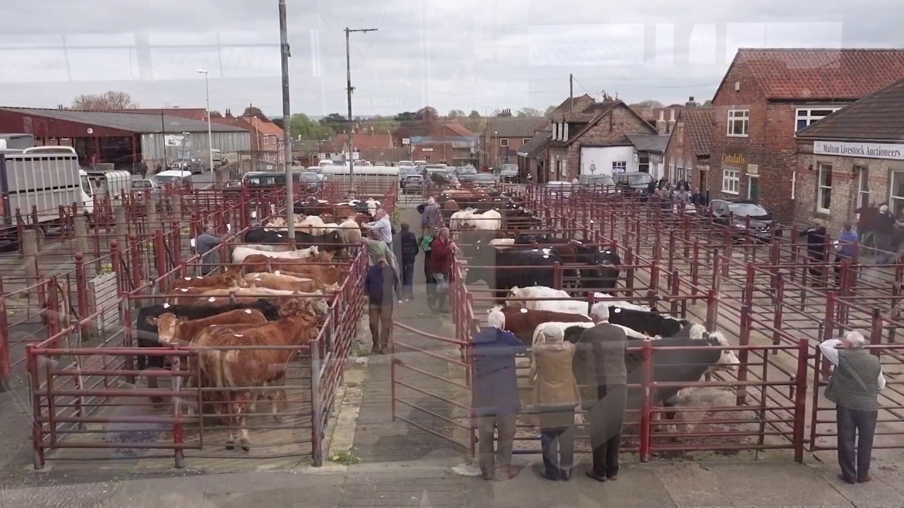 Malton Livestock Market  - 4th May 2018