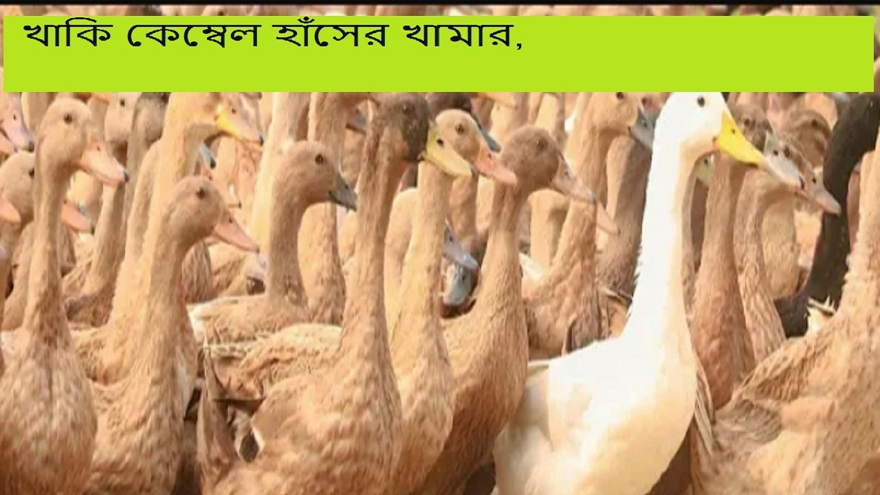 হাঁস পালনের পদ্ধতি, খাকি কেম্বেল হাঁসের খামার,হাঁসের কৃমির ওষুধ, হাসের চুনা পায়খানা, duck Farm #duck