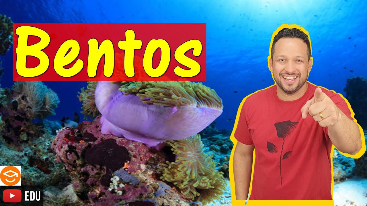 Bentos - Fitobentos e Zoobentos - Holobentos e Merobentos - Comunidades Aquáticas - Ecologia