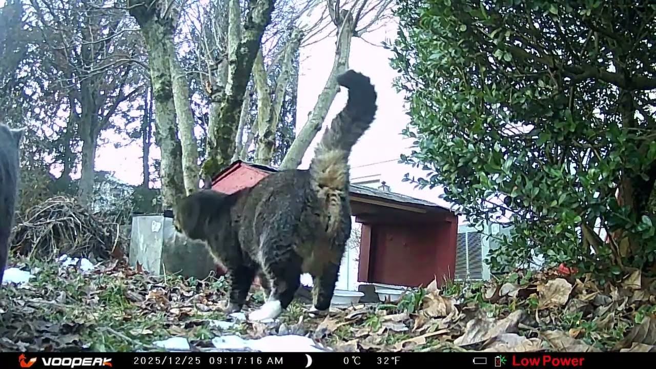 Backyard Chronicles  Stray Cats and Nocturnal Visitors at the Food Bowl 20251229 i