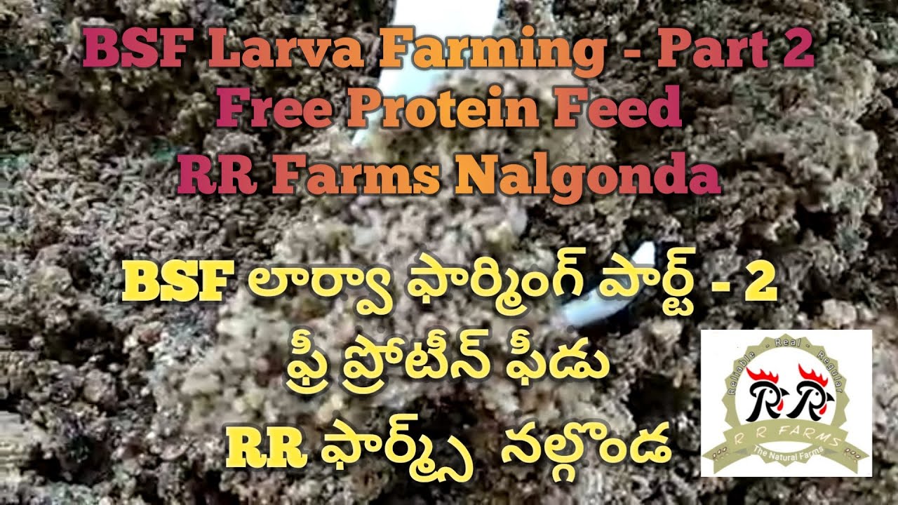 BSF Larva Farming Part 2 RR Farms Nalgonda