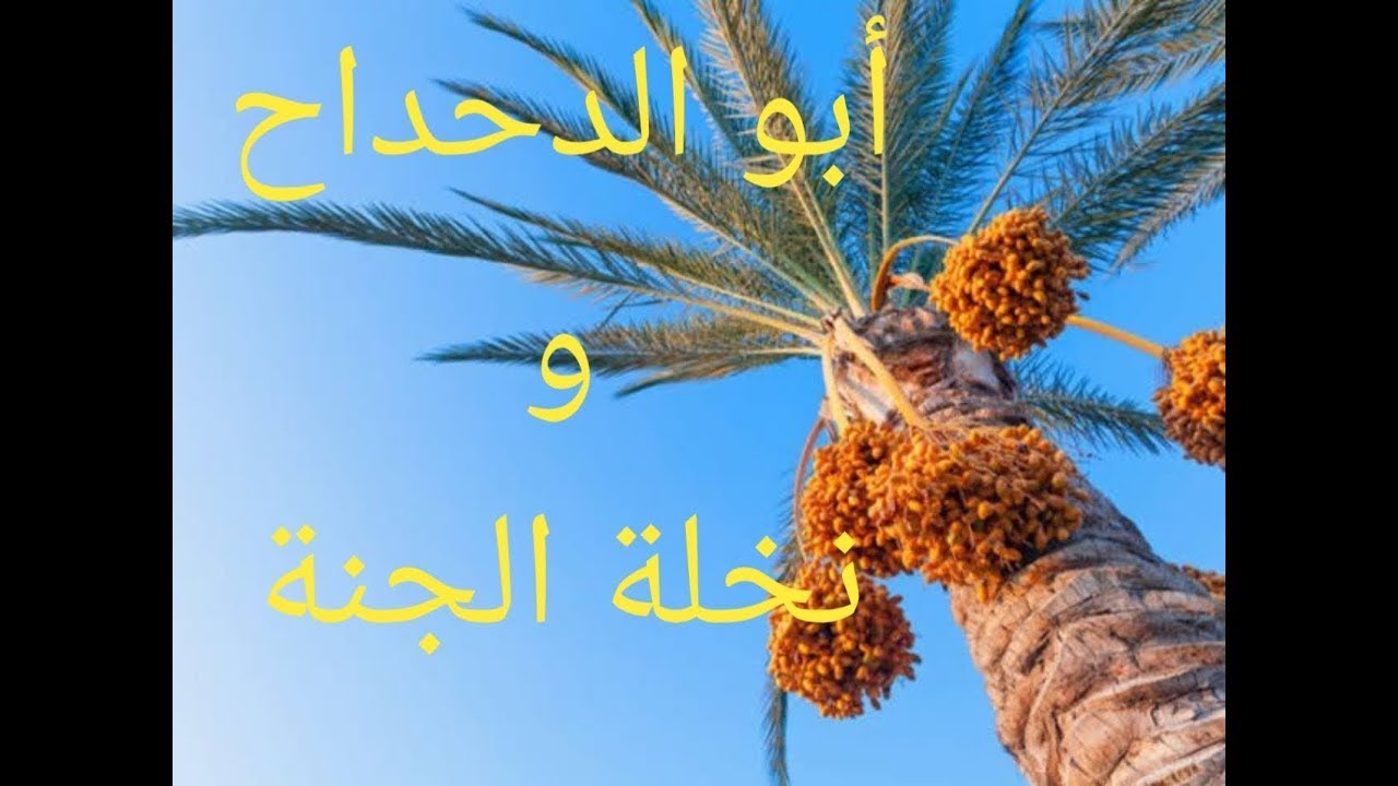 أبو الدحداح ونخلة الجنة....د/ نجيب البارد