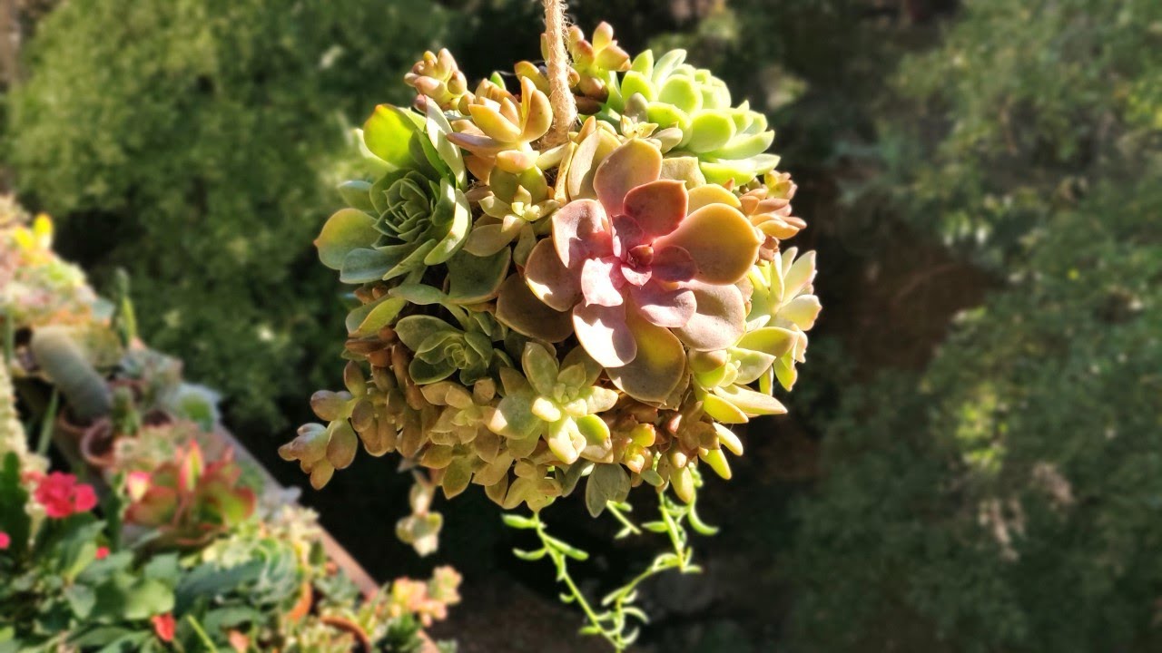 How to make a Succulent Ball | Succulent Sphere | Succulent Orb
