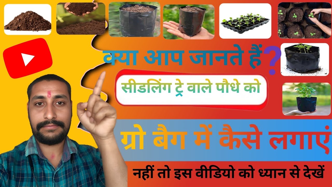Seedling Tray se Grow Bag me Paudha Lagane ka Sahi Tarika 🌱 Beginner Guide