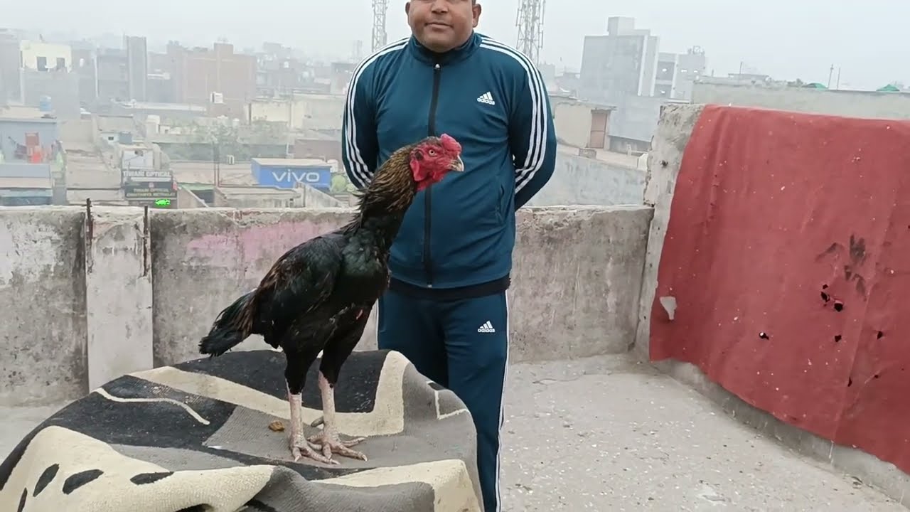 ustad sonu bhai ke top 10 aseel #aseel #murga       |aseel farm| from delhi
