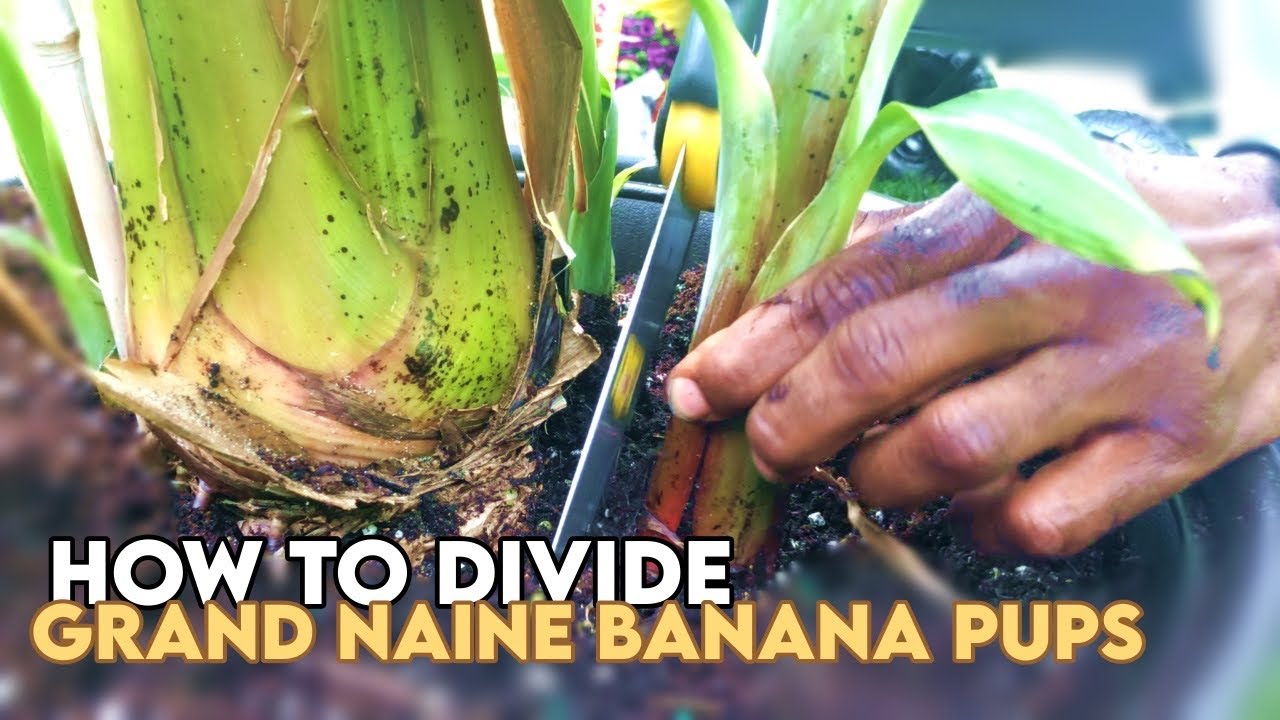 Transplanting Banana Pups!
