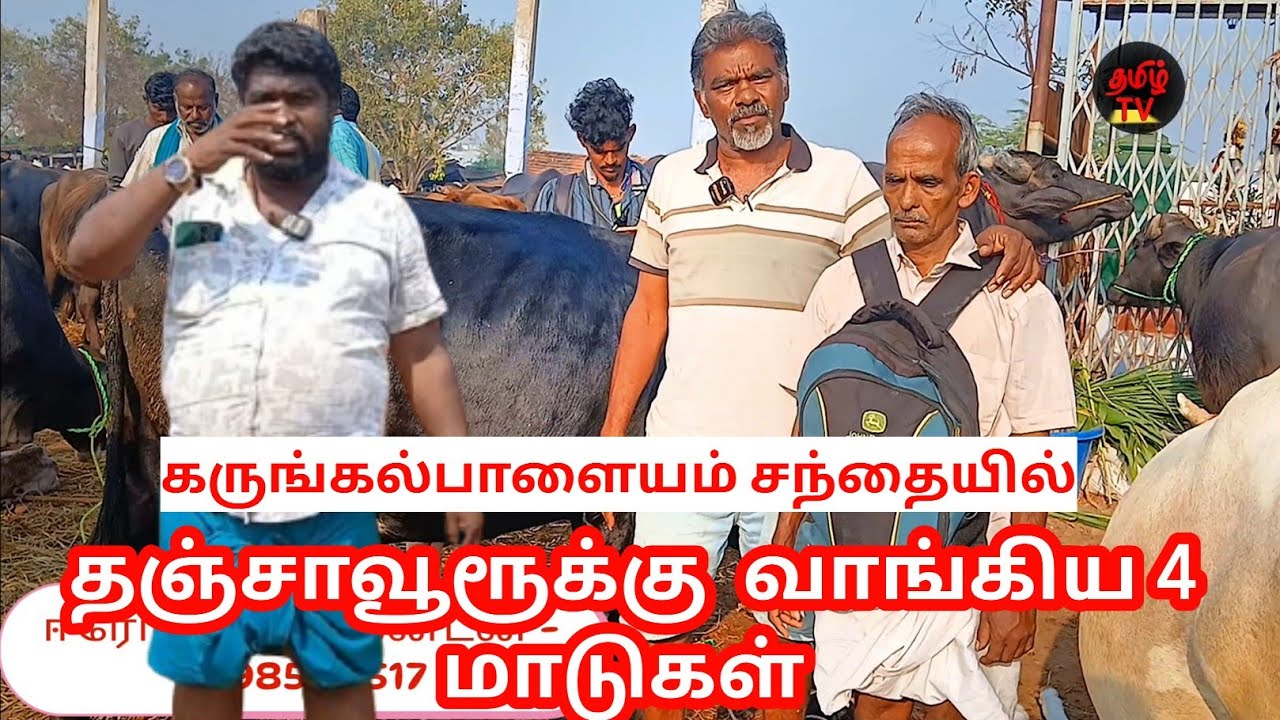 கருங்கல் பாளையம் சந்தை நிலவரம்/தஞ்சாவூரூக்கு வாங்கிய 4 மாடுகள் #cow 