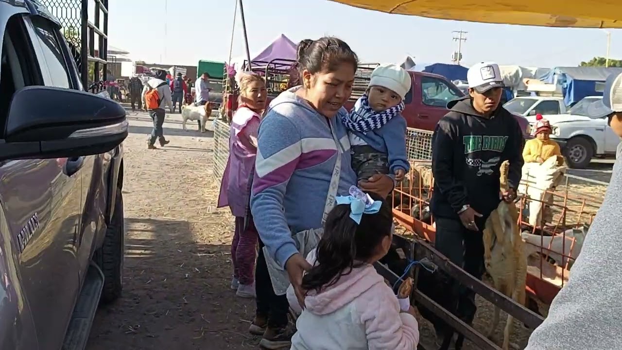 Tianguis de ganado Yecapixtla Morelos especial de borregos 