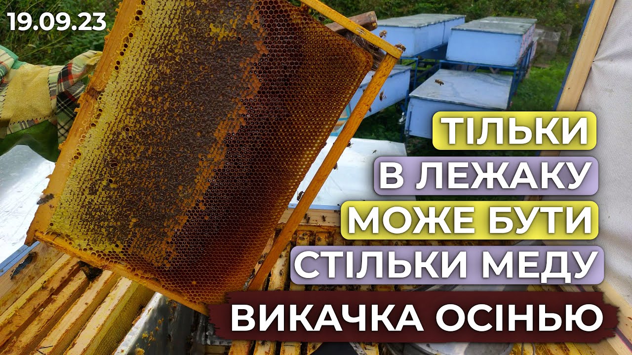 Корпусний вулик не видасть стільки Осіннього меду! Викачка Горець Вейріха. Смачний мед для вас!