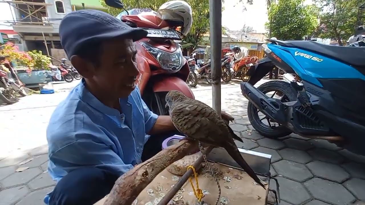 Bikin terkejut kakek ini cara juwal burung nya unik Pasar burung kebumen 
