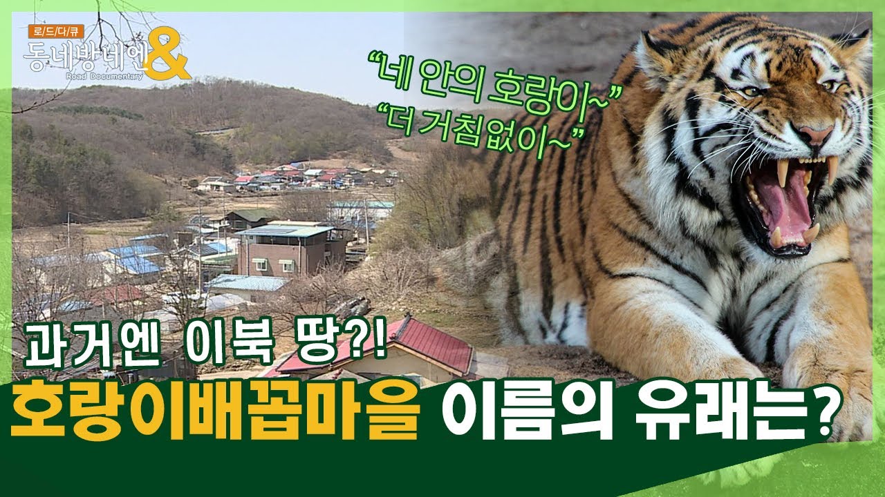 이름에 '호랑이'? 연천 호랑이배꼽마을🐯 자랑거리를 소개합니다✨ㅣ로드다큐 동네방네엔 39회