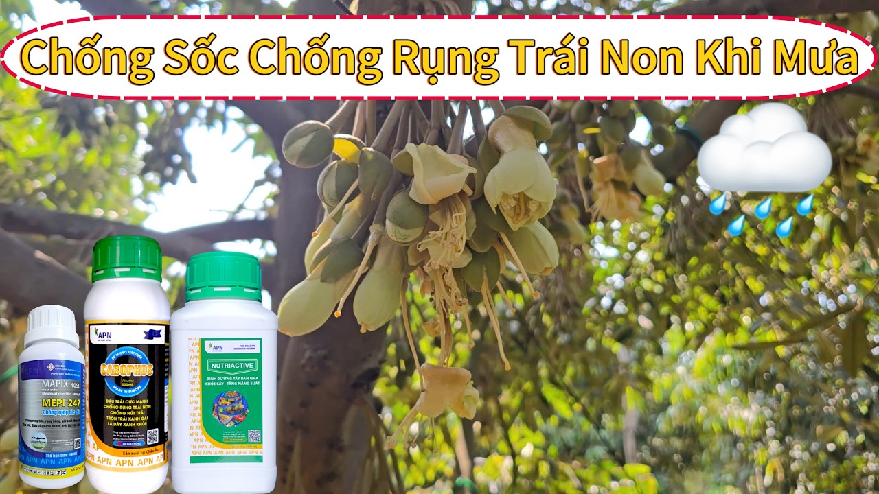 Sầu Riêng Mothong Xổ Nhuỵ Gặp Mưa Trái Nên Phun Thuốc Gì? #saurieng #sauriengri6