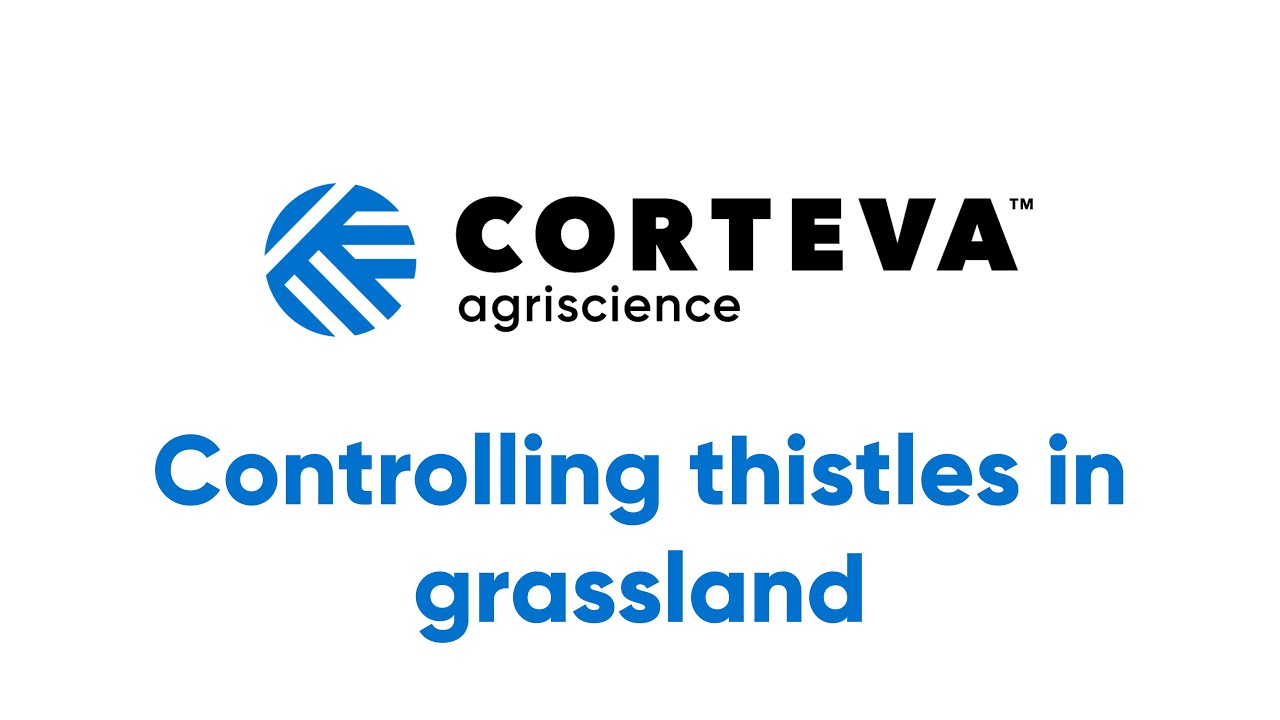 Controlling thistles in grassland - Corteva Agriscience