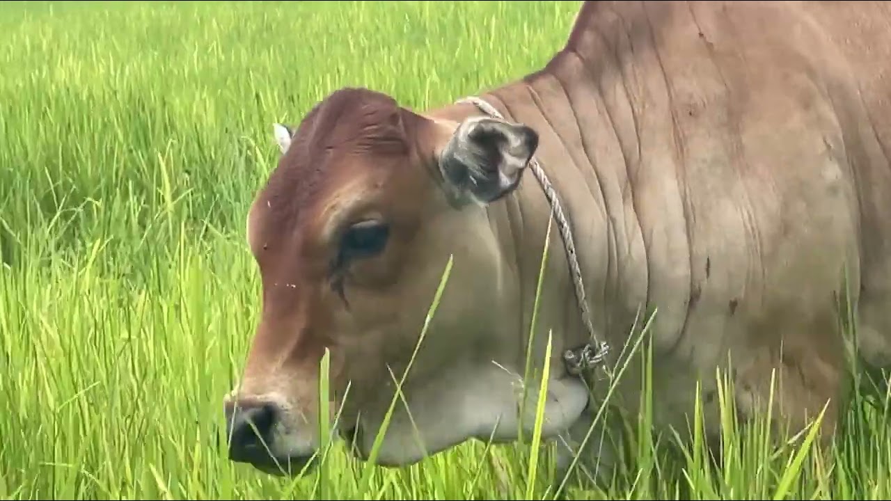 Raising cows by feeding them rice in a rural village | natural video 🐄🌾