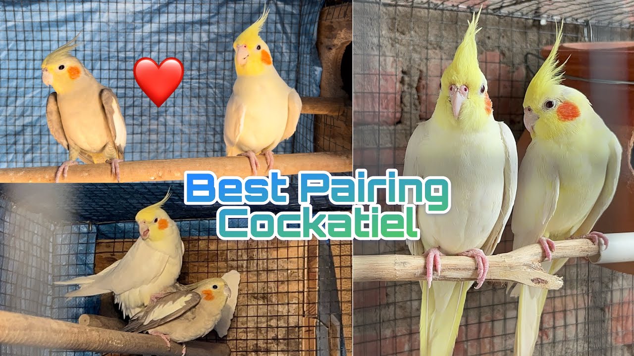 How to pair cockatiel birds easily | best cockatiel bird pairing information | Love bird breeding |