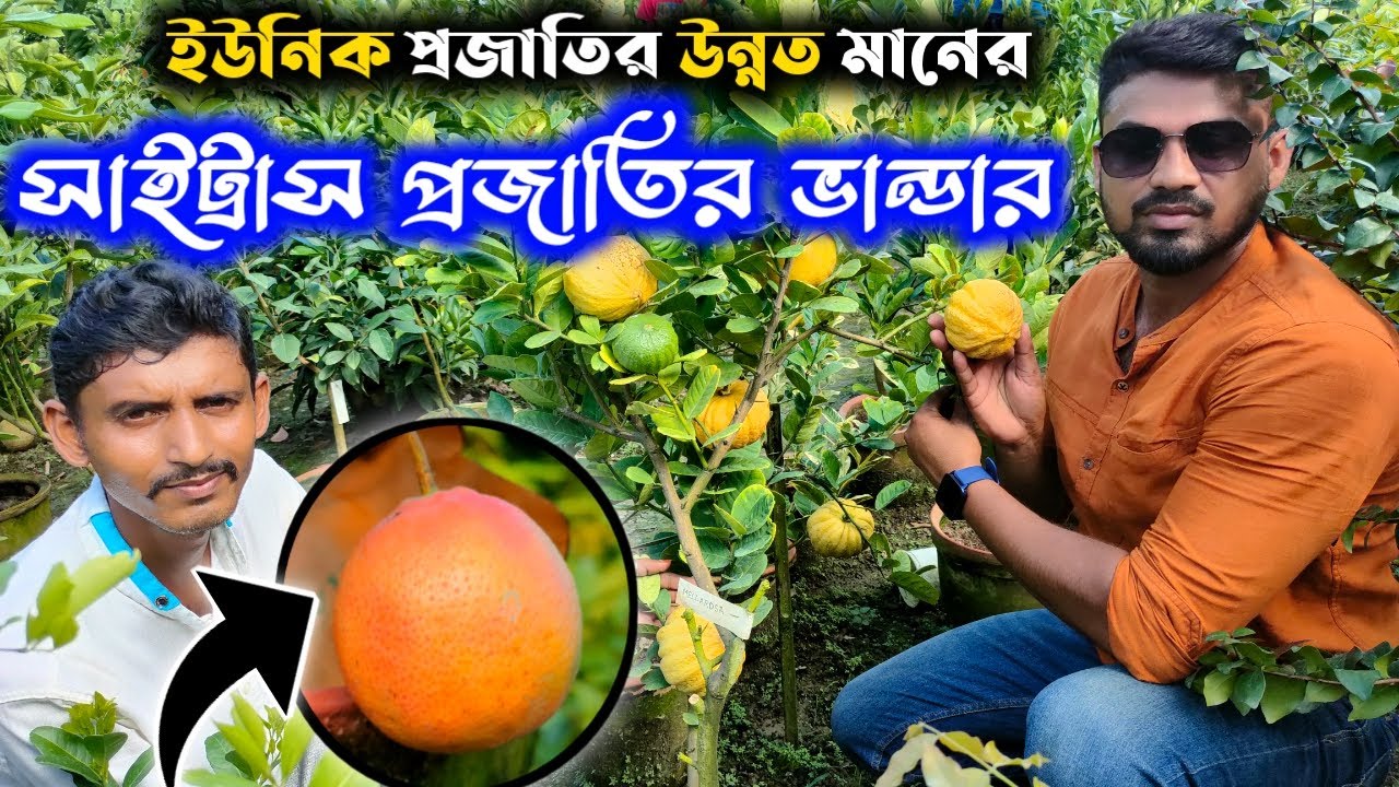 অবাক করা সমস্ত সাইট্রাস প্রজাতির ইউনিক ভ্যারাইটির গাছ পাবেন উত্তর 24পরগনার এই নার্সারিতে।