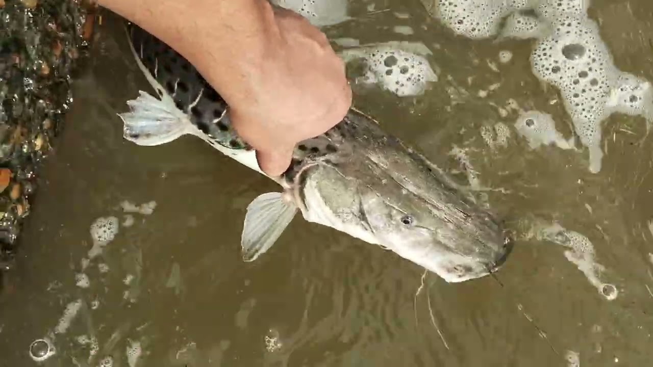 Pesca en el rio de Quilmes (paty, cachorro de surubi, doradillo y vieja del agua)