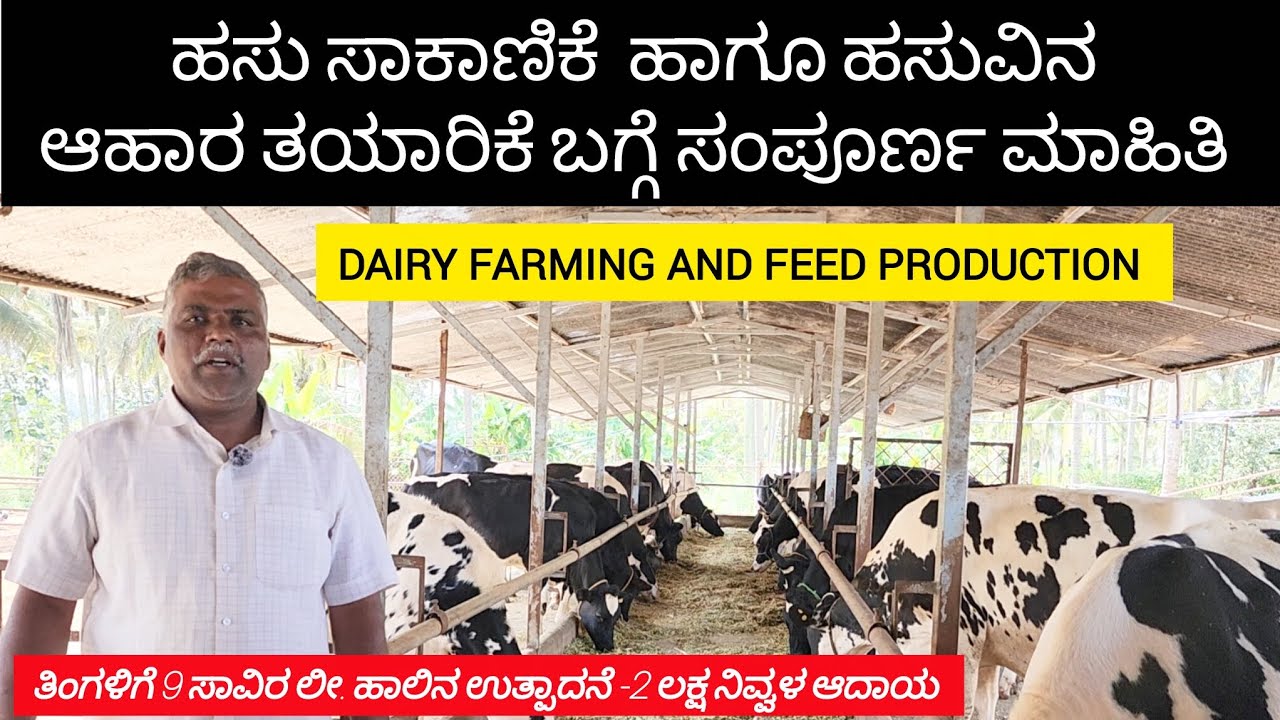 ಹಸು ಸಾಕಾಣಿಕೆ,ಹಸುವಿನ ಆಹಾರ ತಯಾರಿಕೆ 30 ಹಸು 9 ಸಾವಿರ ಲೀ ಹಾಲು-2 ಲಕ್ಷ ಆದಾಯ #dairyfarm  & feed production 