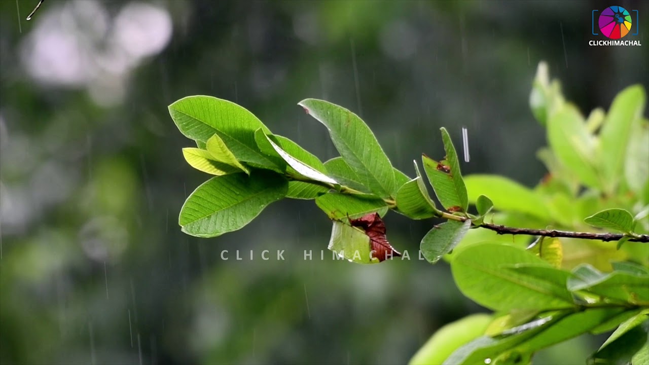 Pre Monsoon Rain - Himachal