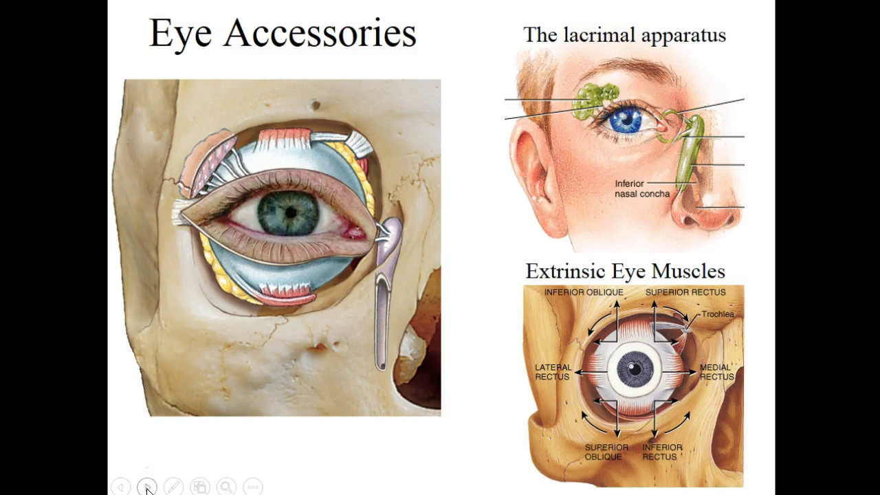 Basic Structure & Function of the Eye