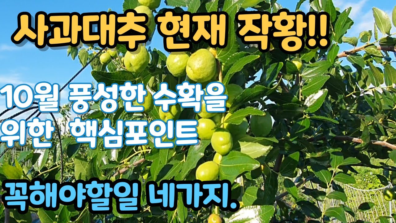 사과대추 재배 풍성한 10월 추수를 위한 9월 관리 네가지 포인트 노린재 매미충 방제 인산가리, 칼슘시비 관주