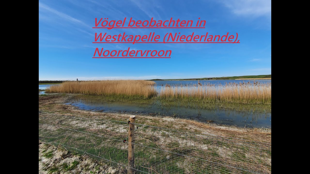 Vögel des Gebietes 