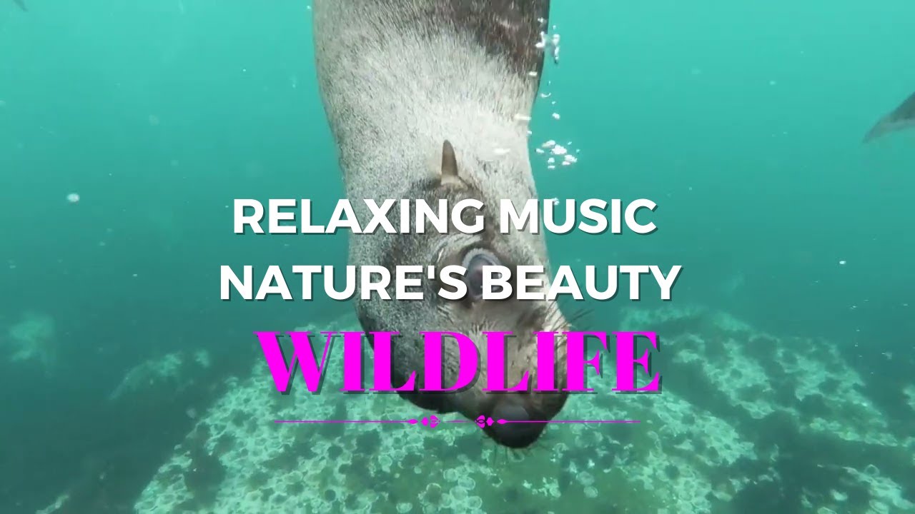 Wildlife Symphony: A Visual and Audio Journey through Nature's Beauty