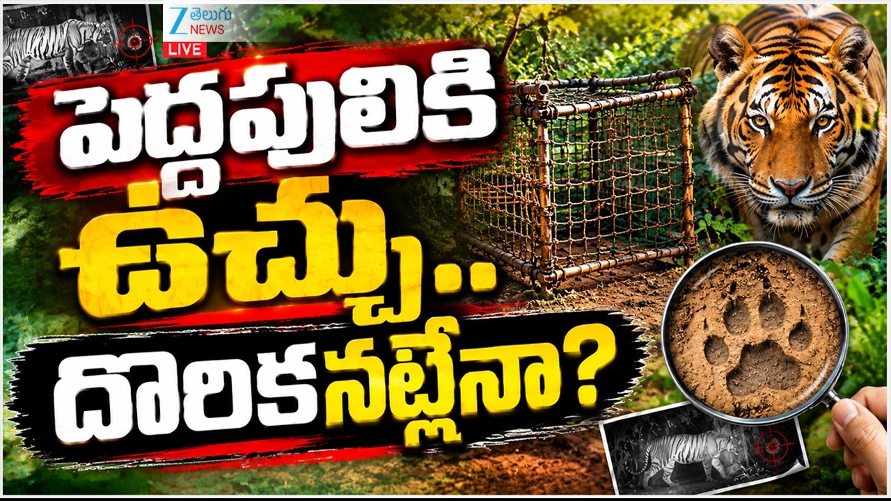 LIVE: Tiger Spotted In East & West Godavari Districts | AP |పెద్దపులికి ఉచ్చు..దొరికనట్లేనా? | ZEE