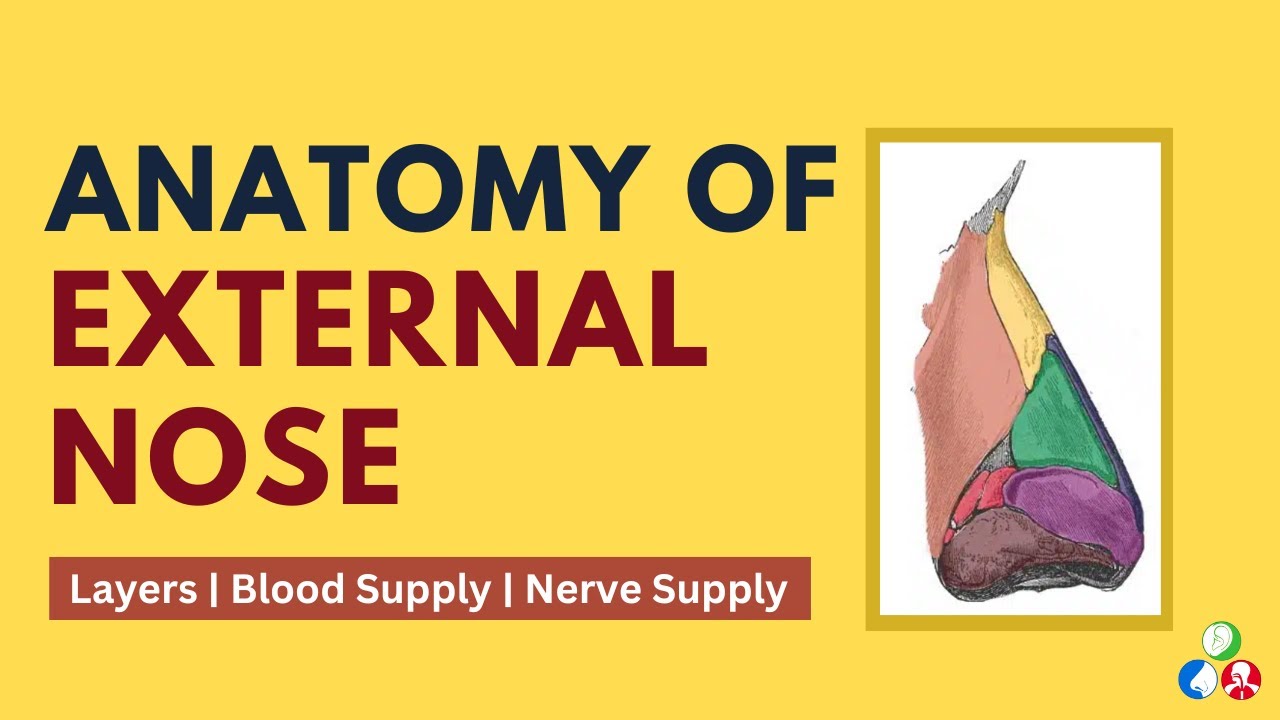 Anatomy of External Nose