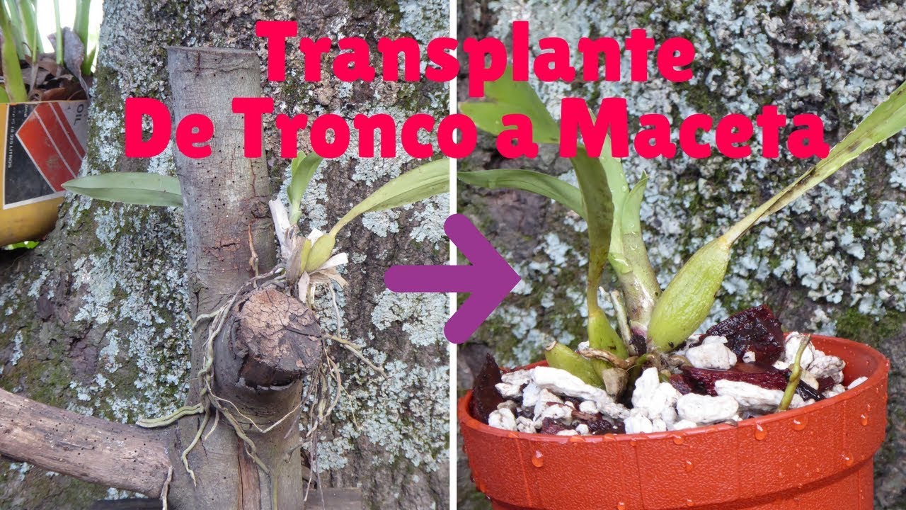 ¿Cómo transplantar una Orquídea de Tronco a Maceta? || Orquiplanet