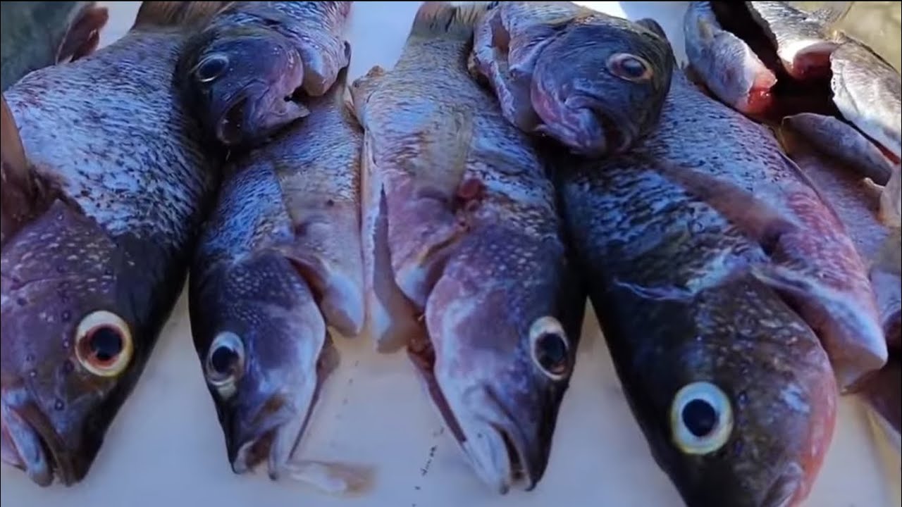 A PESCARIA DE HOJE FOI PRA UMA PESSOA ESPECIAL!