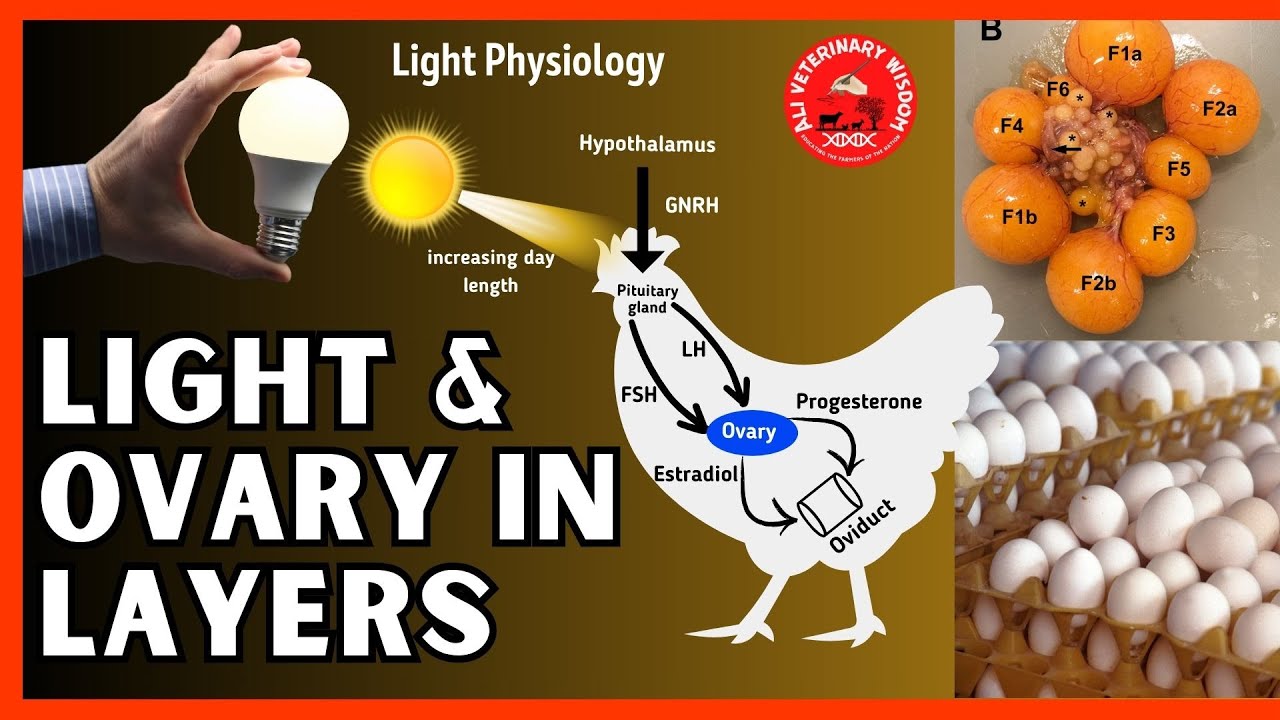 Effect of Light on Egg Production in #Poultry | Light & Ovary Development in Birds | Photosensitive
