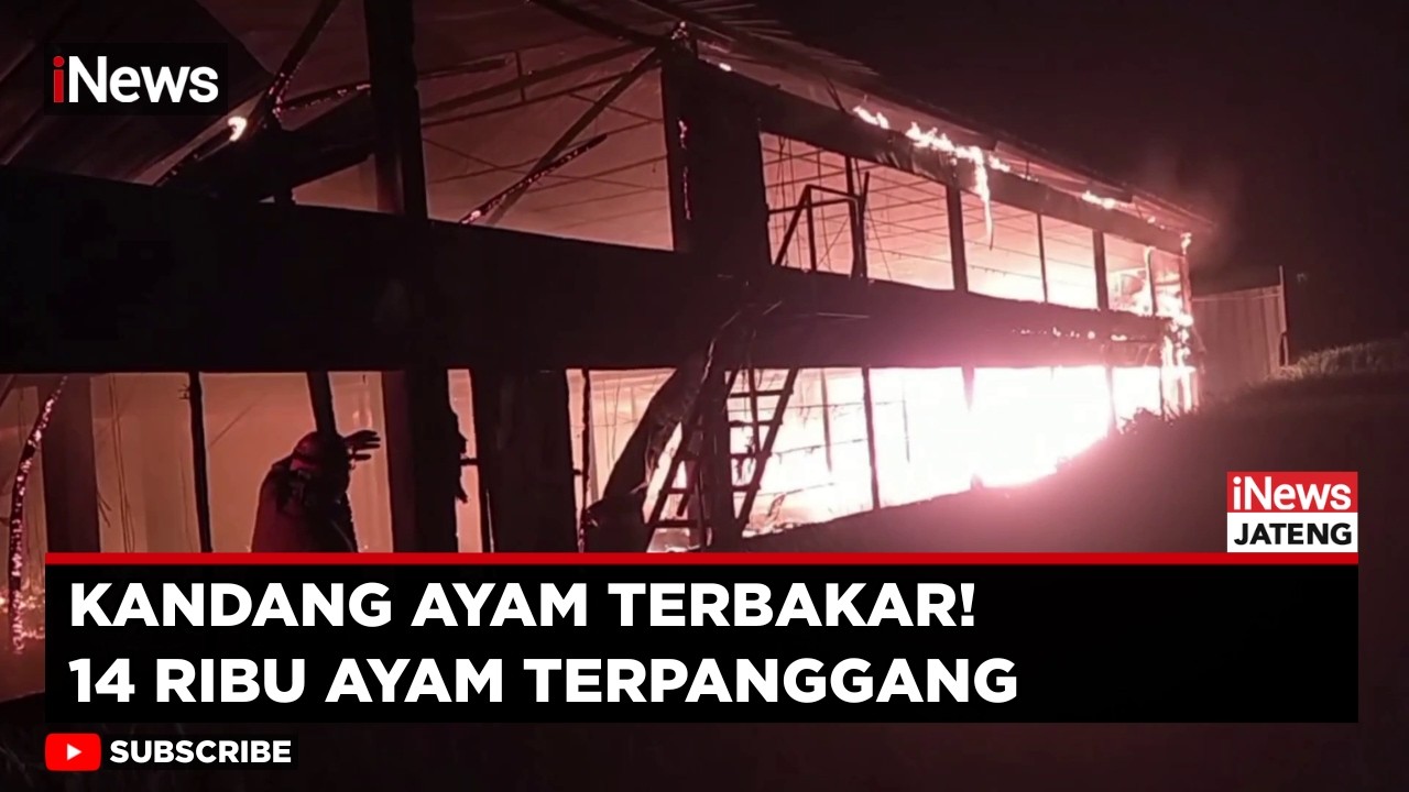 Kandang Ayam di Banjarnegara Terbakar, 14 Ribu Ekor Ayam Mati Terpanggang | iNews Jateng