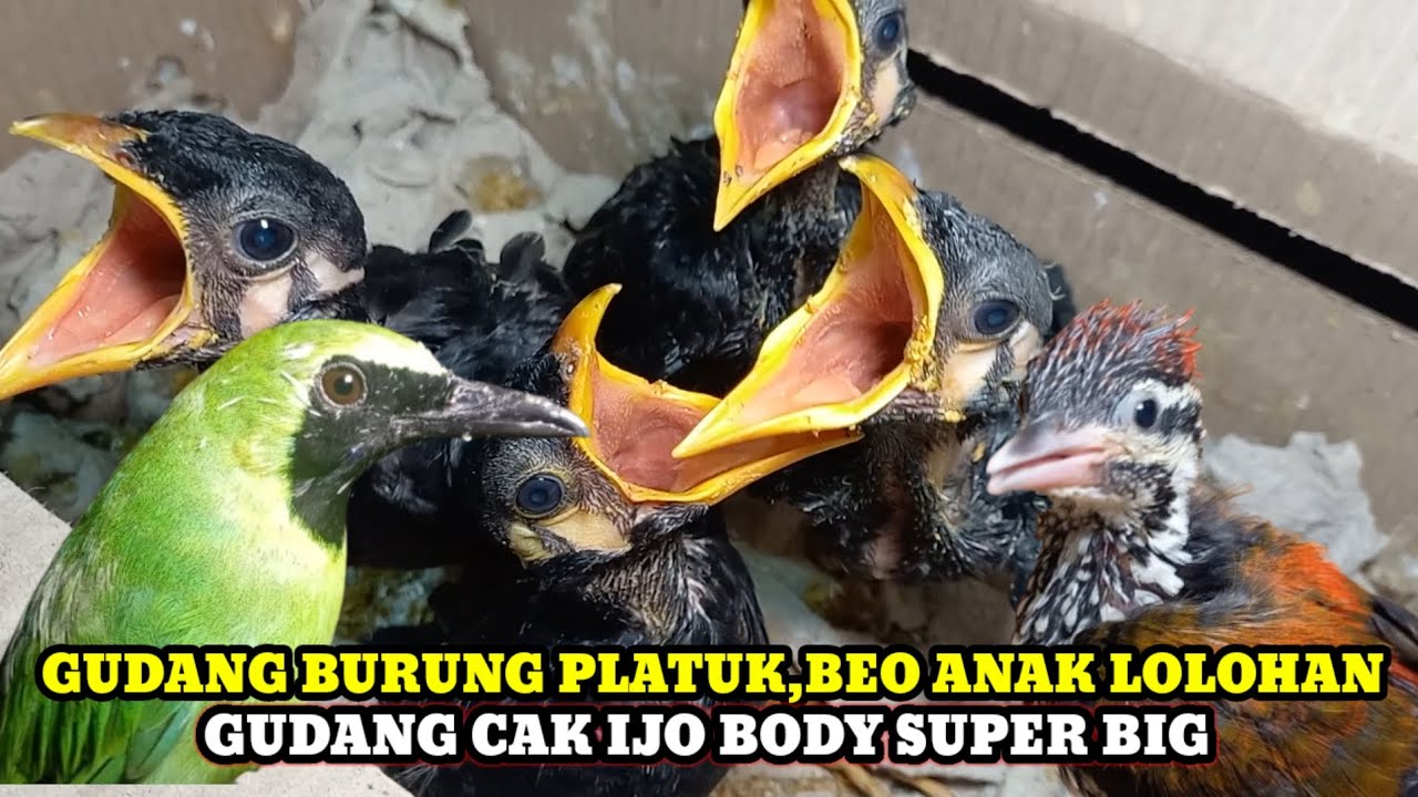 GUDANG BURUNG BEO LOLOHAN DAN CAK IJO SUPER BIG DIPASAR BURUNG PRAMUKA KIOS YANTO TERBARU HARI INI