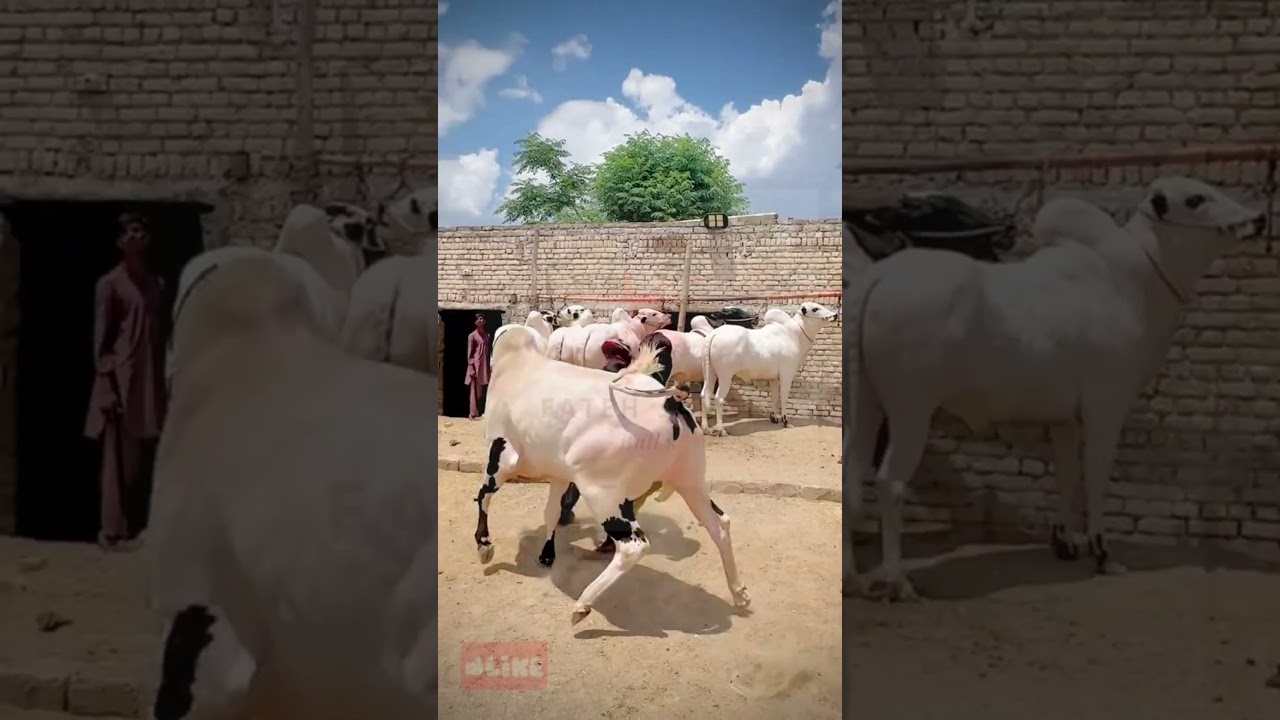 angry fateh jang #fatehjangibulls #fatehjangmandi #pakistan #angrybull #heavy #bullracefatehjang