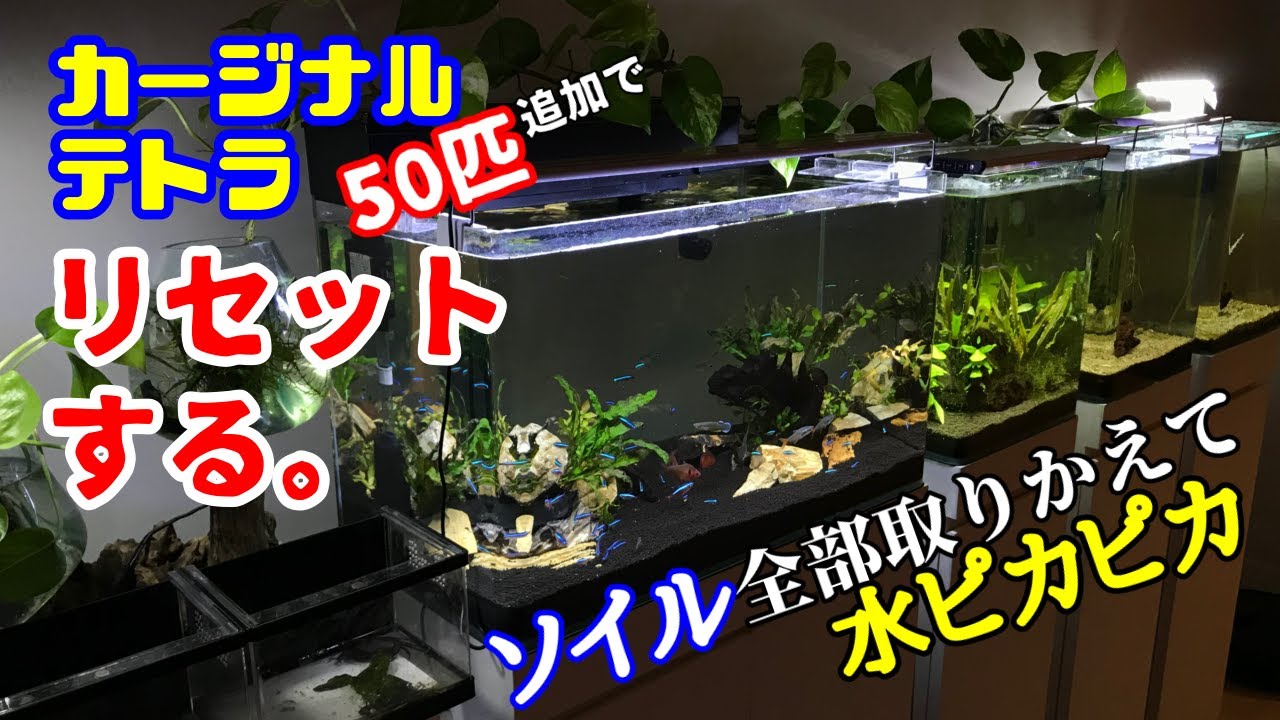 【アクアリウム/熱帯魚水槽】水がすごいキラキラ！！/60㎝水槽のソイルを交換して立ち上げなおす→カーディナルテトラを50匹追加でやっぱり綺麗だね/濾過も上部フィルターに変更/ほぼ完全水槽リセット