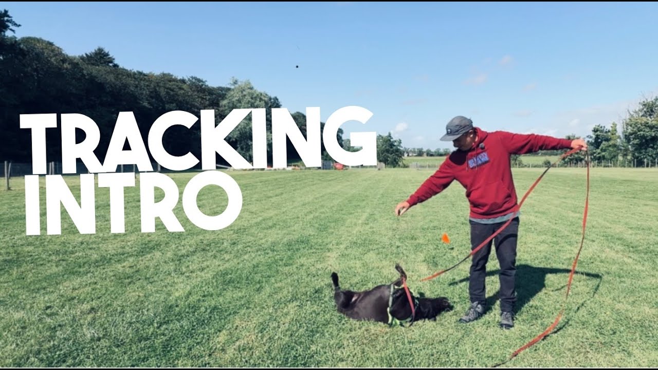 Dog Tracking - with The Crafty Canine