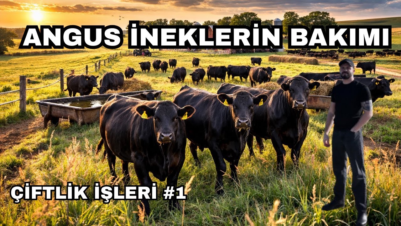 ANGUS İNEKLERİN BAKIMI & LİMUZİN BUZAĞI #cow #farming #besicilik #hayvancılık #angus 