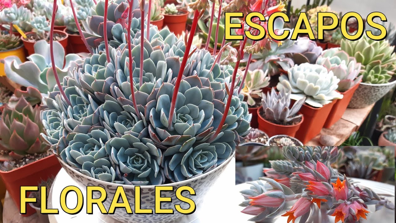 Ventajas y desventajas de inflorescencia en suculentas #reproducciónporescapofloral