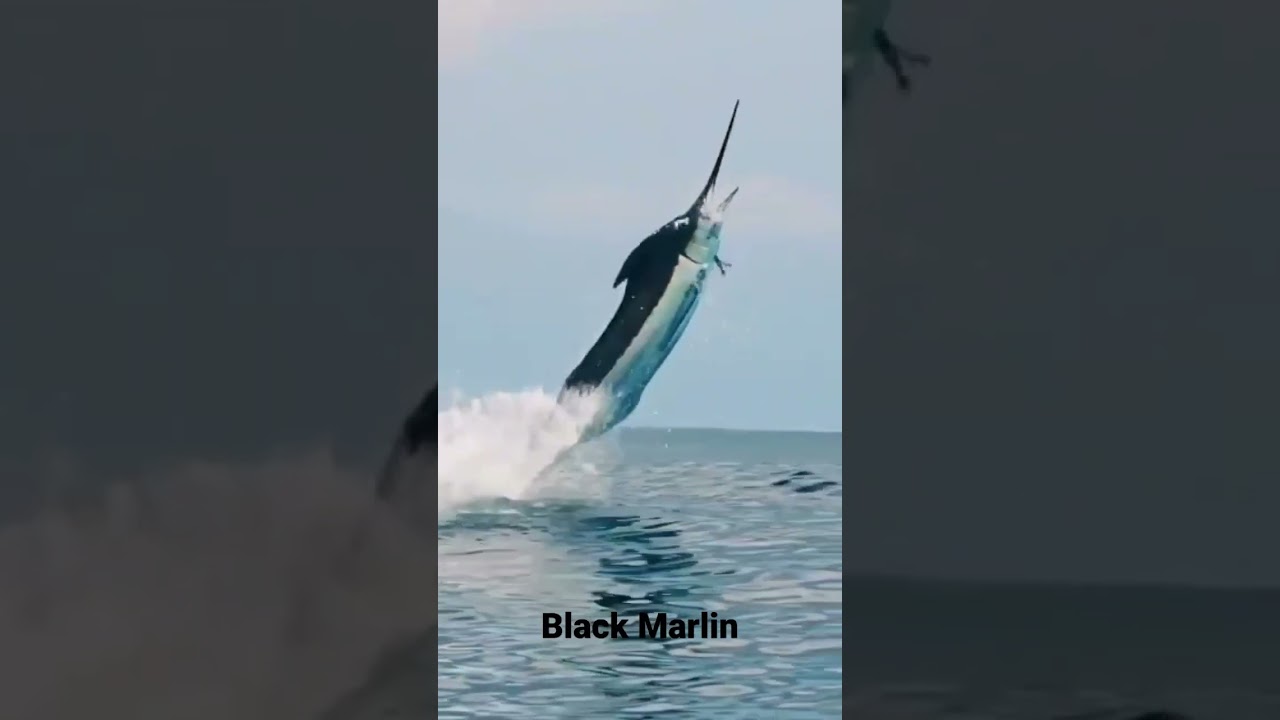 Black Marlin
