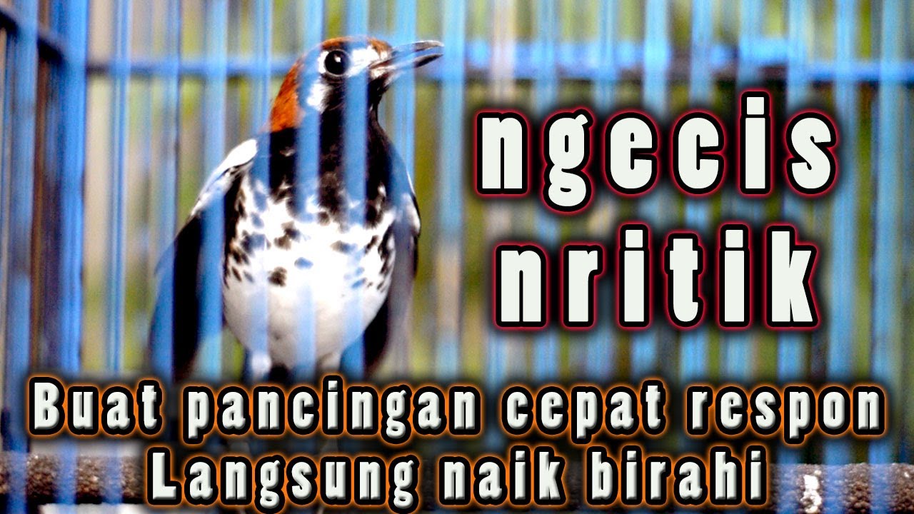 🔴 ANIS KEMBANG BETINA cas,  NGECIS, NRITIK, PANCINGAN ANIS KEMBANG BIAR BUNYI