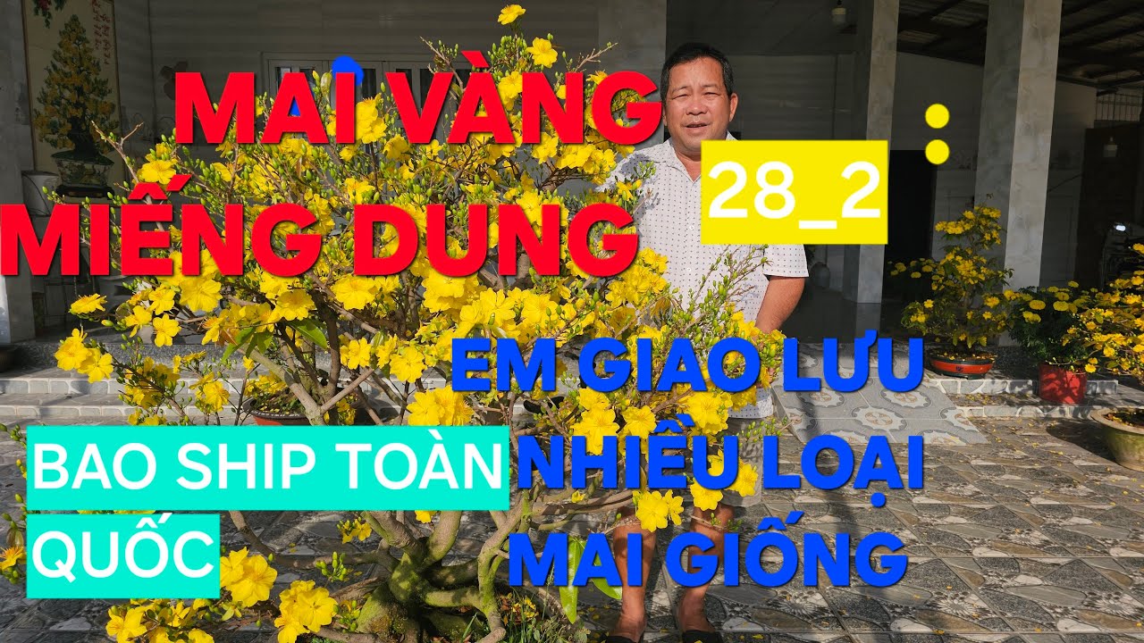 0366 048 123 MAI VÀNG MIẾNG DUNG GIAO LƯU MAI VÀNG CÁC LOẠI